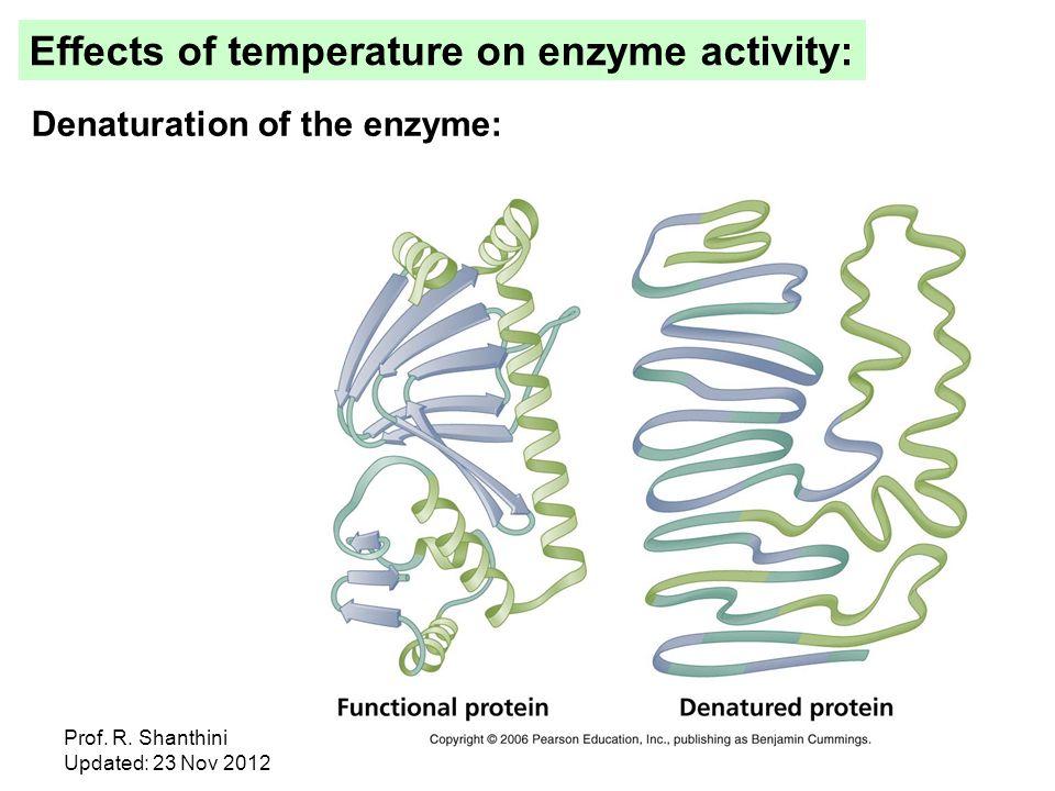Effect of Temperature on Enzyme Activity Paper